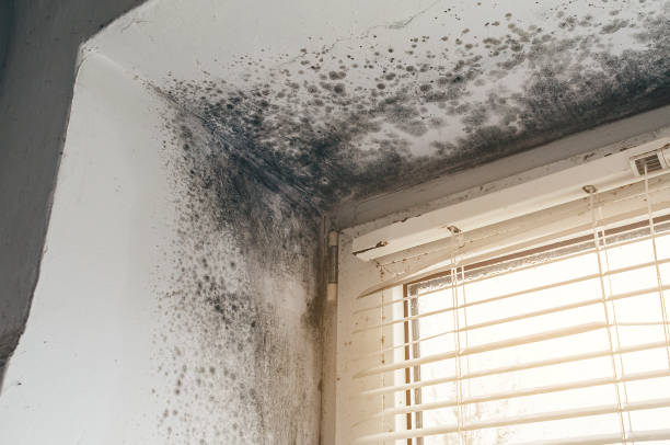 Affordable Mold Testing solutions in Burlington, NC